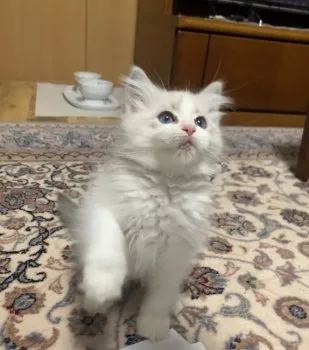 N.O 様のお迎えした子猫