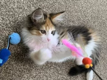 メグ 様のお迎えした子猫