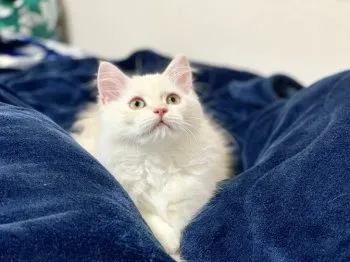 みー 様のお迎えした子猫