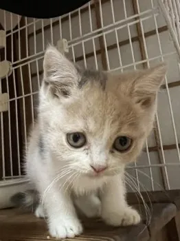 キィナママ 様のお迎えした子猫