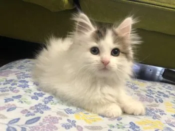松崎 様のお迎えした子猫