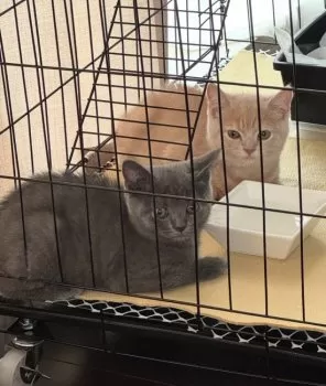 マヤザン 様のお迎えした子猫