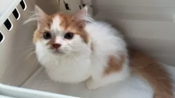 カピ 様のお迎えした子猫