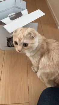 すずき 様のお迎えした子猫