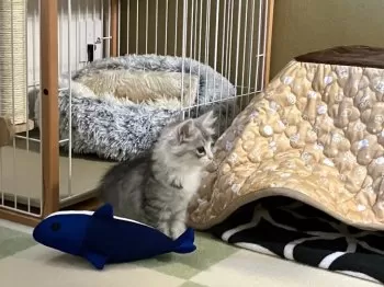 H.M 様のお迎えした子猫