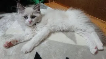 FUJIWARA 様のお迎えした子猫