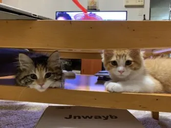 negcedesBENZ 様のお迎えした子猫