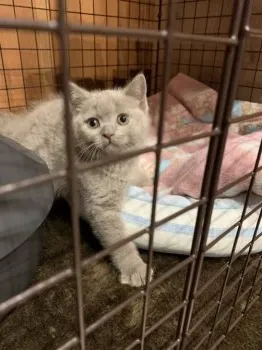 H 様のお迎えした子猫