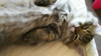 ぽん 様のお迎えした子猫