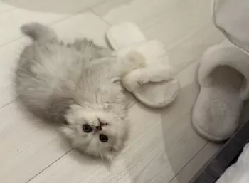 ジュリ 様のお迎えした子猫