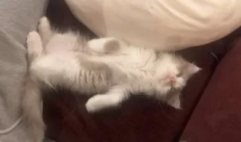 Y.K 様のお迎えした子猫