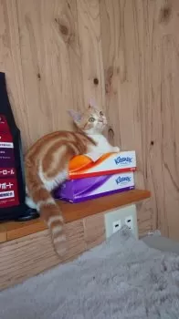 ちくわ 様のお迎えした子猫