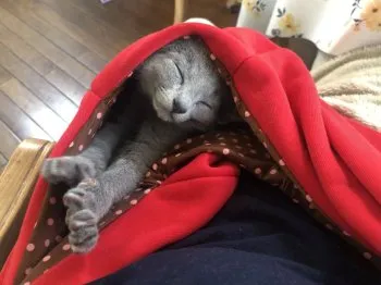 N.Y 様のお迎えした子猫