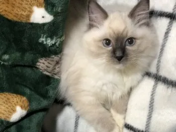 DINO 様のお迎えした子猫