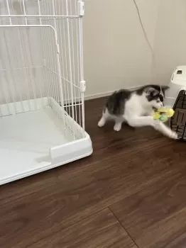さあや 様のお迎えした子猫
