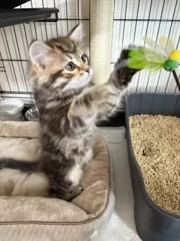 Y.M 様のお迎えした子猫