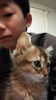 けいこ 様のお迎えした子猫