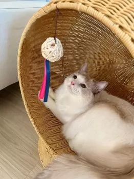 Ryoma 様のお迎えした子猫