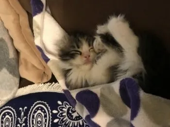 マーブル 様のお迎えした子猫