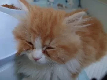 ちぃ 様のお迎えした子猫
