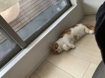 みさ 様のお迎えした子猫