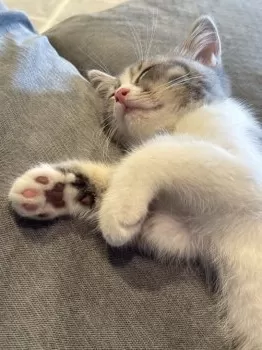 RM 様のお迎えした子猫