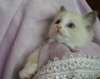 びいちゃん 様のお迎えした子猫