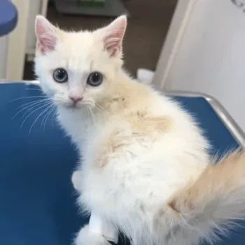 Y.T 様のお迎えした子猫