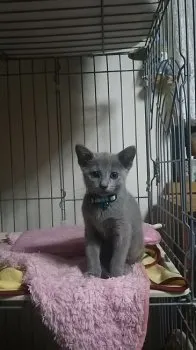 ニック 様のお迎えした子猫