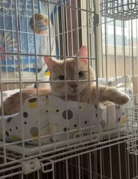 flanflan 様のお迎えした子猫