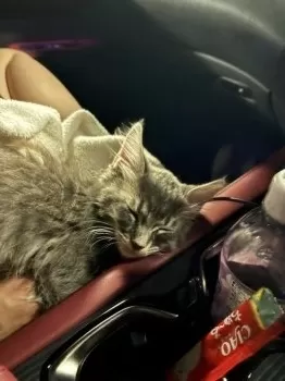 K.O 様のお迎えした子猫