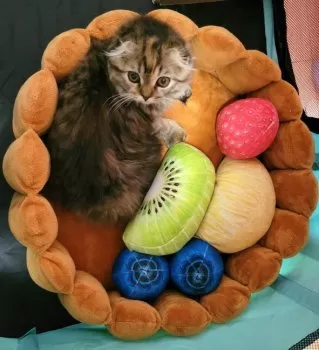 はるみ 様のお迎えした子猫