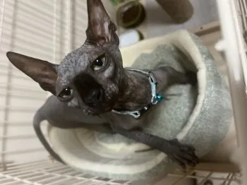 マヤ 様のお迎えした子猫