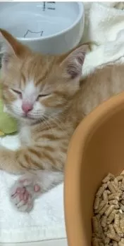 N.H 様のお迎えした子猫