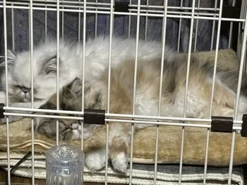 M.T 様のお迎えした子猫