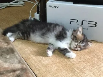 クラブマン 様のお迎えした子猫