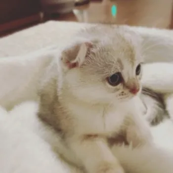 Coco 様のお迎えした子猫