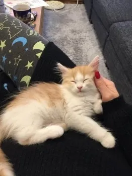 浜地 ラリッサ 様のお迎えした子猫