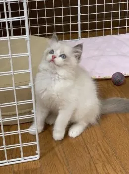 おさるママ 様のお迎えした子猫