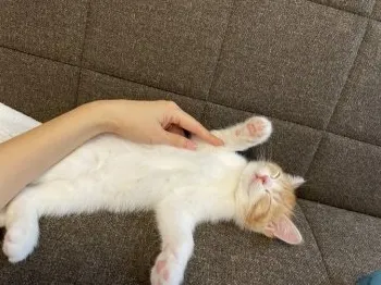 C.T. 様のお迎えした子猫