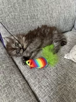 おはぎ 様のお迎えした子猫