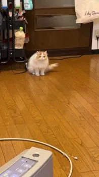 シマキチ 様のお迎えした子猫