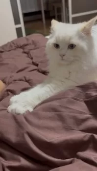 ぽよ 様のお迎えした子猫