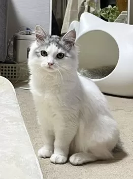 N.H 様のお迎えした子猫