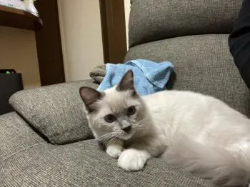 オオツカ 様のお迎えした子猫