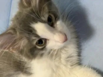 湊 様のお迎えした子猫