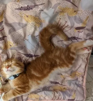 コデマリ 様のお迎えした子猫