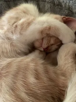 えむ 様のお迎えした子猫