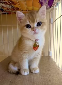 のん 様のお迎えした子猫