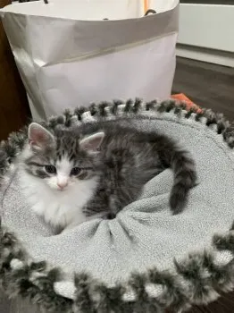 afuro55 様のお迎えした子猫